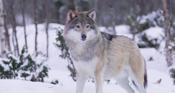 Portrait of Wounded Wolf Displaying Teeth by Twitchyfilms VideoHive
