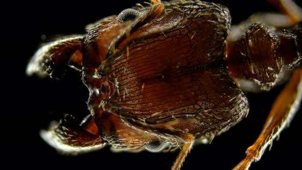 Pheidole Yeensis Ant Head, Under the Microscope by Shakir_R VideoHive