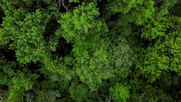 Aerial Top Down View Of Forest Trees Background By Quatrox Production