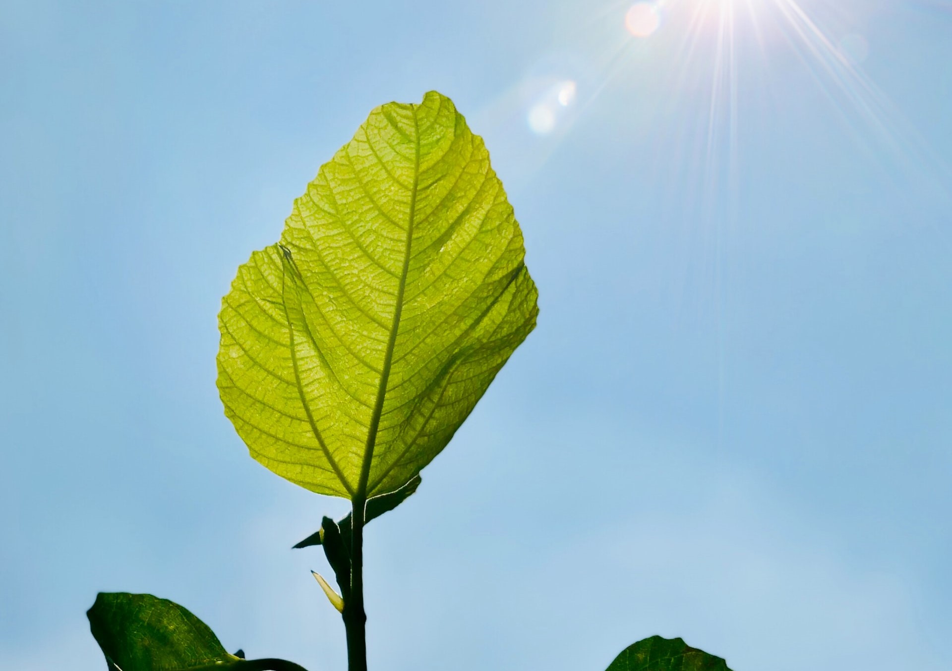 Tropisms how do plants grow in space? Science & Plants for Schools