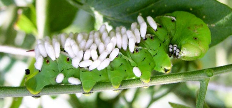 Tomato Hornworm Pest Identification for Vegetable Gardens