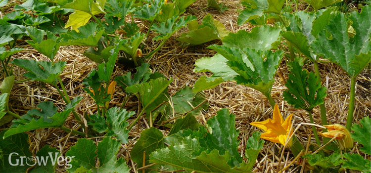 Use Mulch to Reduce Weeds, Save Water & Feed Your Plants