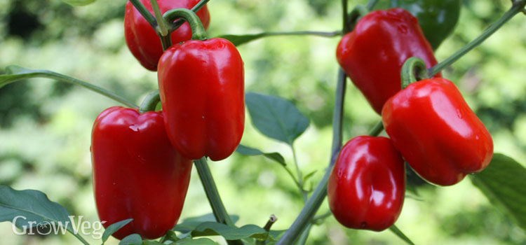 How many pepper plants can i put in a container? How To Grow Peppers In Containers