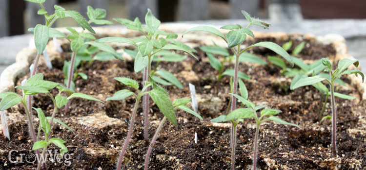 The idea is to grow tomato seedlings so that they develop plenty of leaf growth rather than height. 8 Tips For Growing Tomatoes From Seed