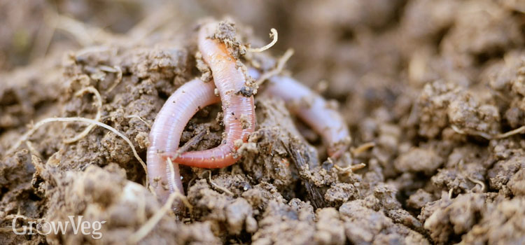Are Earthworms Good For Your Garden Why Are Earthworms Good For The