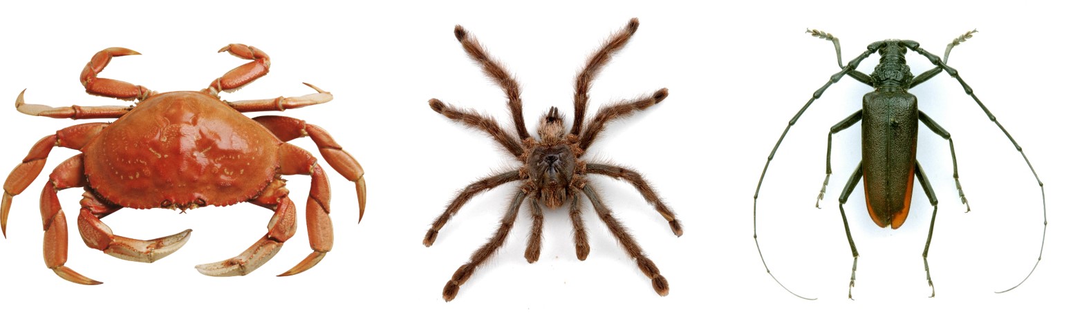 Arthropods and Exoskeletons • What Makes an Insect? • MyLearning