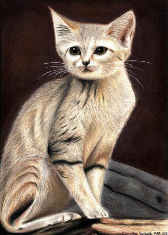 Drawing Sand cat by Amiluna OurArtCorner