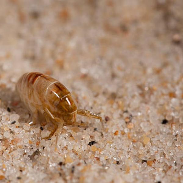 El cloro mata pulgas y garrapatas Actualizado abril 2023