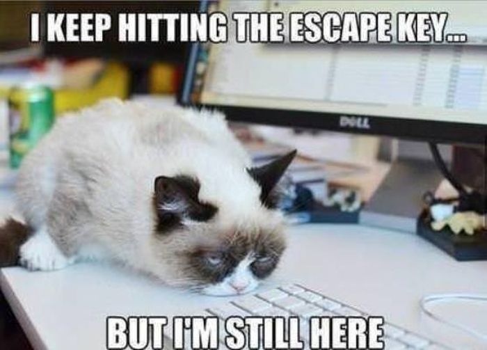 21 Grumpy Cat memes to instantly make you grumpy however happy you are