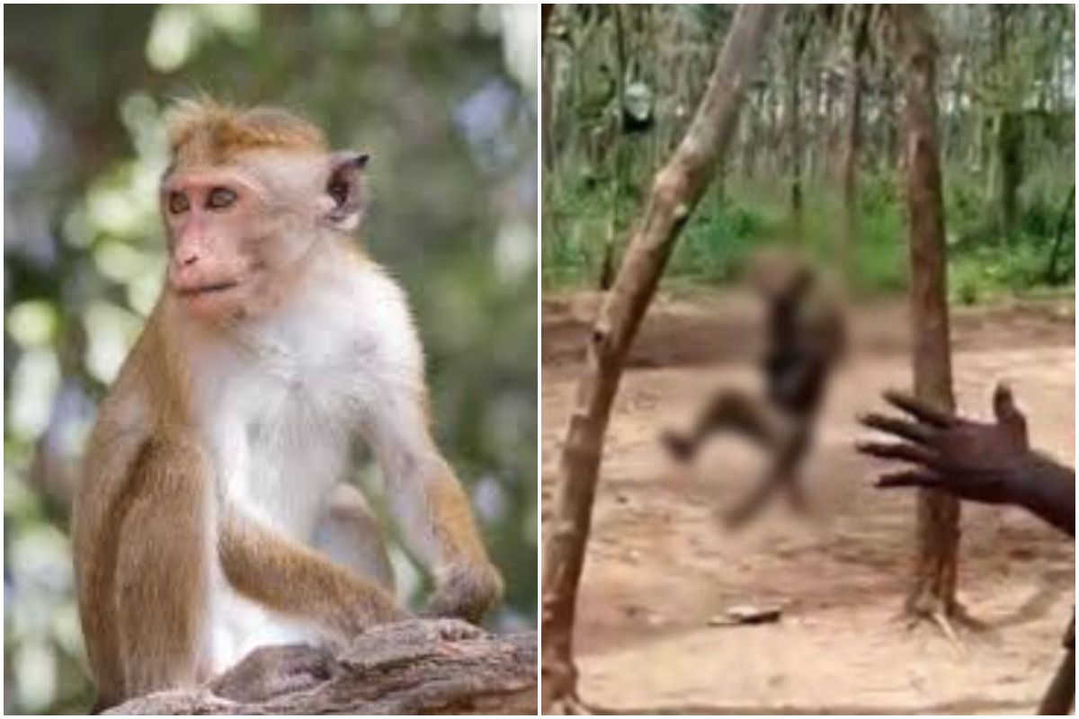 Monkey Hanged to Death in Telangana's Khammam, Horrific Video Sparks Social Media Uproar