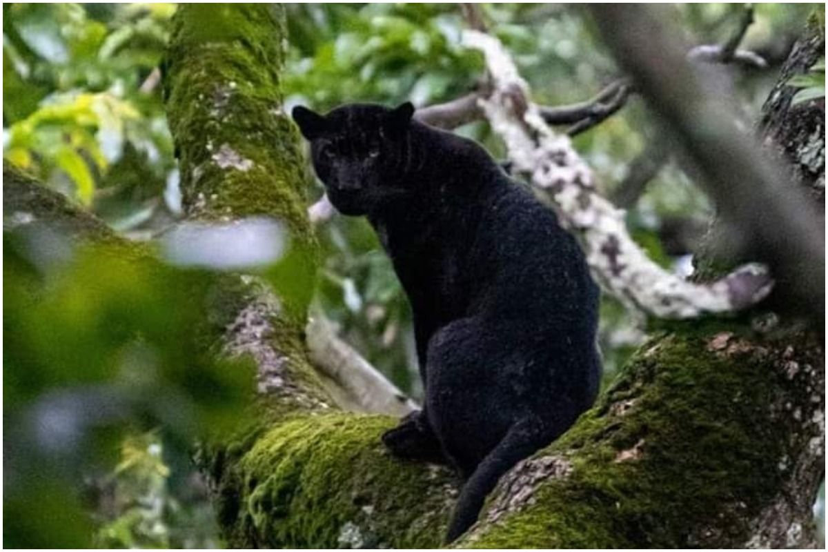 Rare Majestic Black Panther Spotted in Karnataka's Nagarhole Tiger