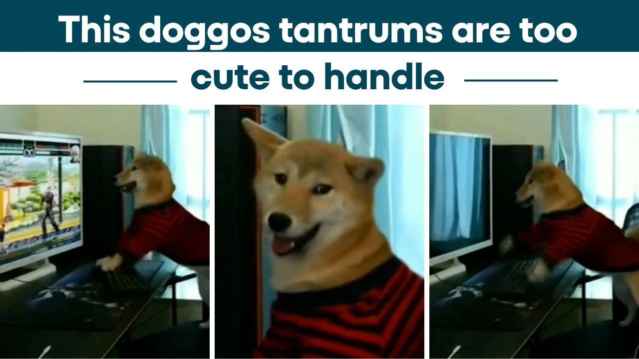 How Do You Deal With Dog Tantrums