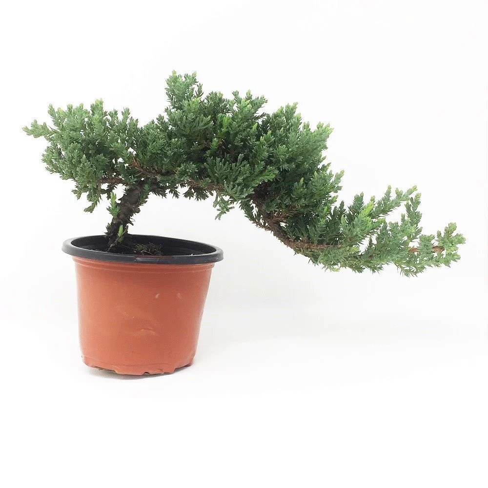 Bonsaioutlet Healthy Small Windswept Juniper Pre Bonsai Juniperus Procumbens 8216 Nana 8217