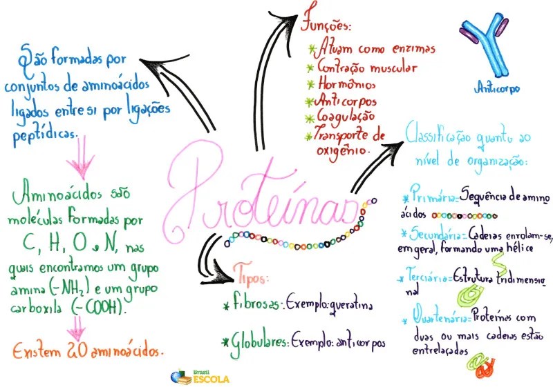 Proteínas mapa mental, resumo, função, tipos Brasil Escola