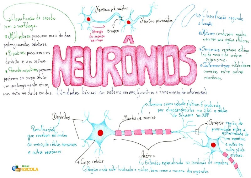 Neurônios. Características e os tipos de neurônios Brasil Escola
