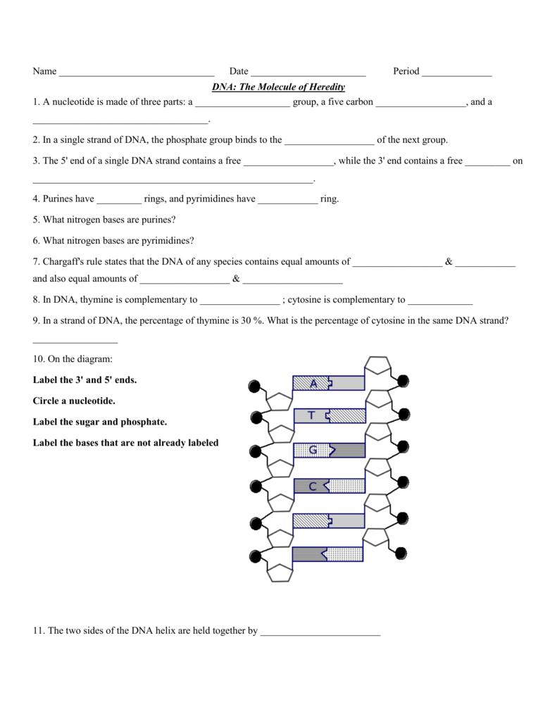 Name Date Period DNA The Molecule of Heredity 1. A nucleotide is