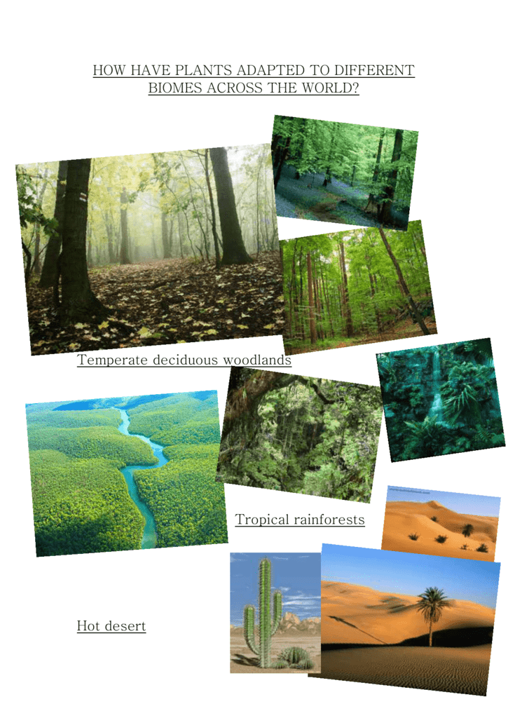 34+ Temperate Rainforest Plant Adaptations AvereyCorienne