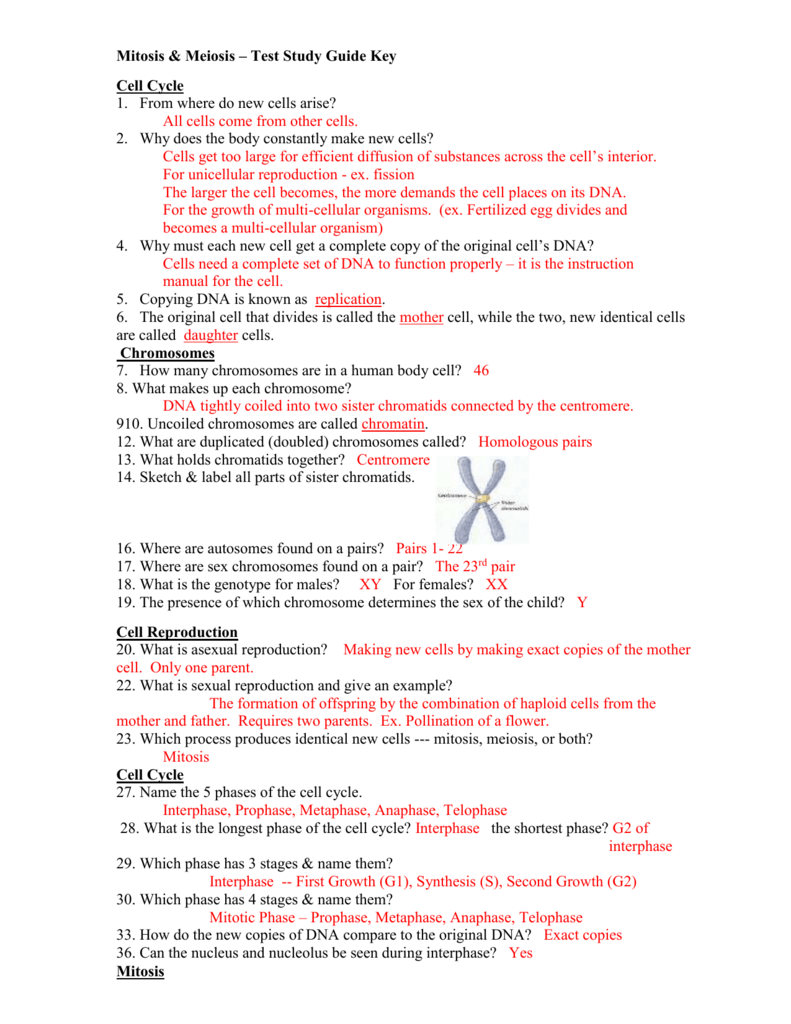 Regents Biology Review 4 Reproduction Answer Key