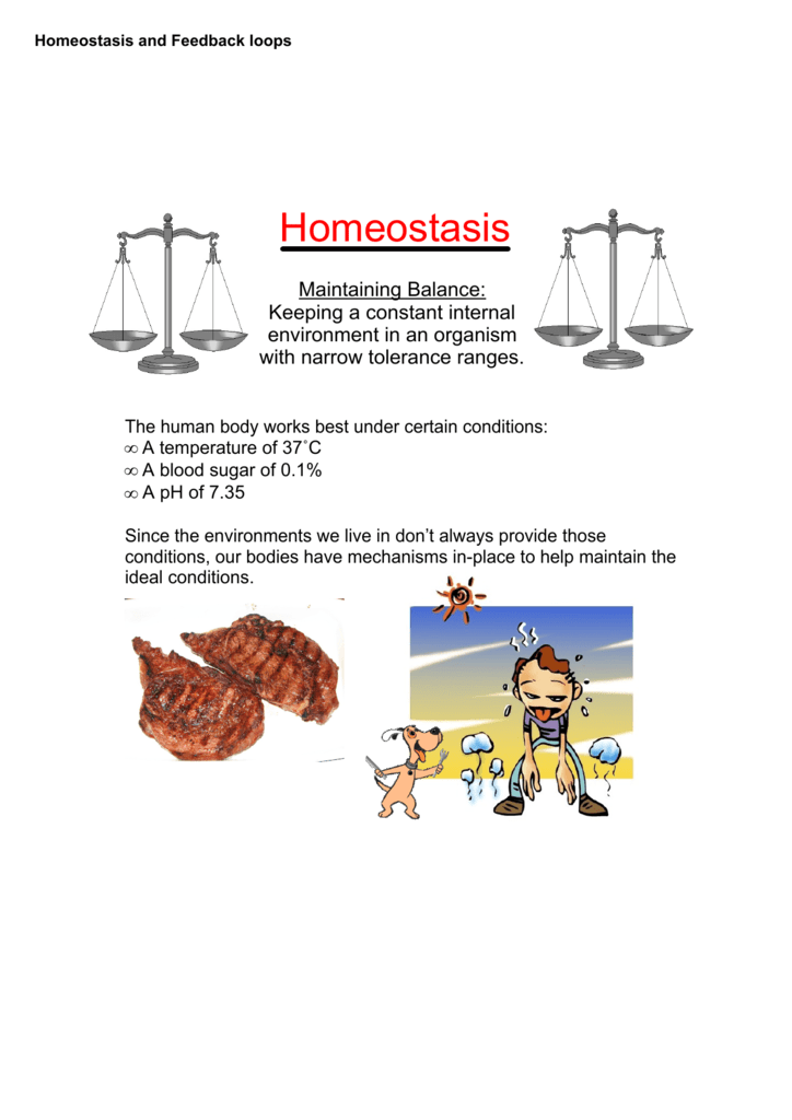 Concept Of Homeostasis In The Human Body All About Home