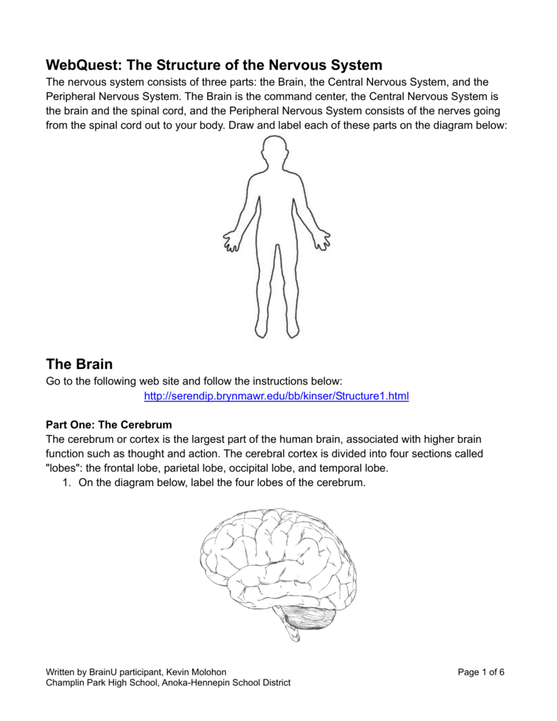 WebQuest The Structure of the Nervous System The Brain