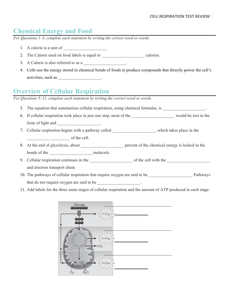 Chemical Energy and Food Overview of Cellular Respiration