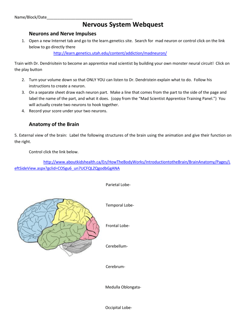NervousSystemWebquest