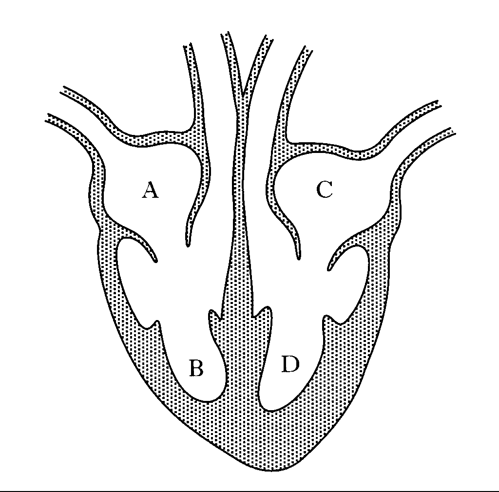 Diagram Easy Simple Heart Human Heart Images AflamNeeeak