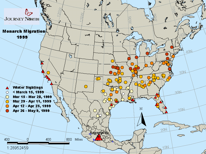Journey North Monarch Migration Spring, 1999