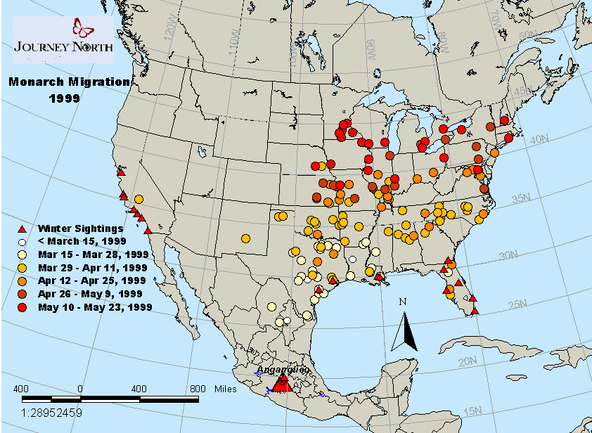 Journey North Monarch Migration Spring, 2000
