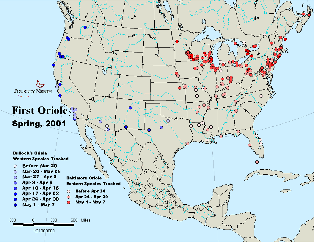 Journey North Oriole Spring, 2001