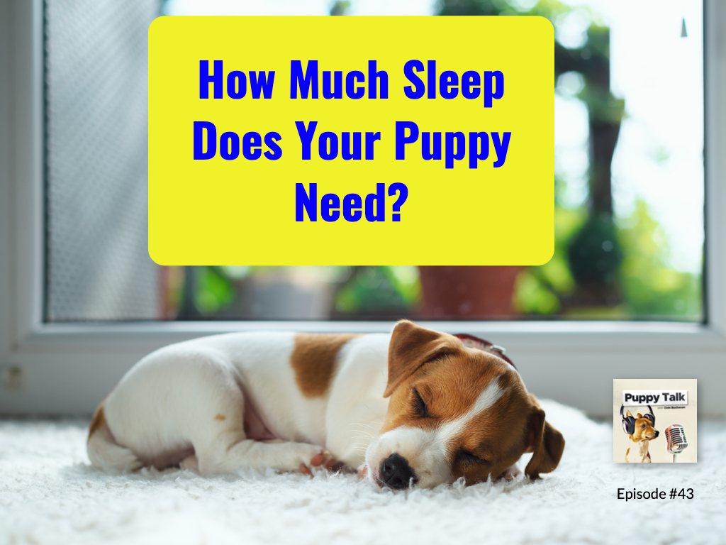 Episodes Puppy Talk Puppy Training Dog Training