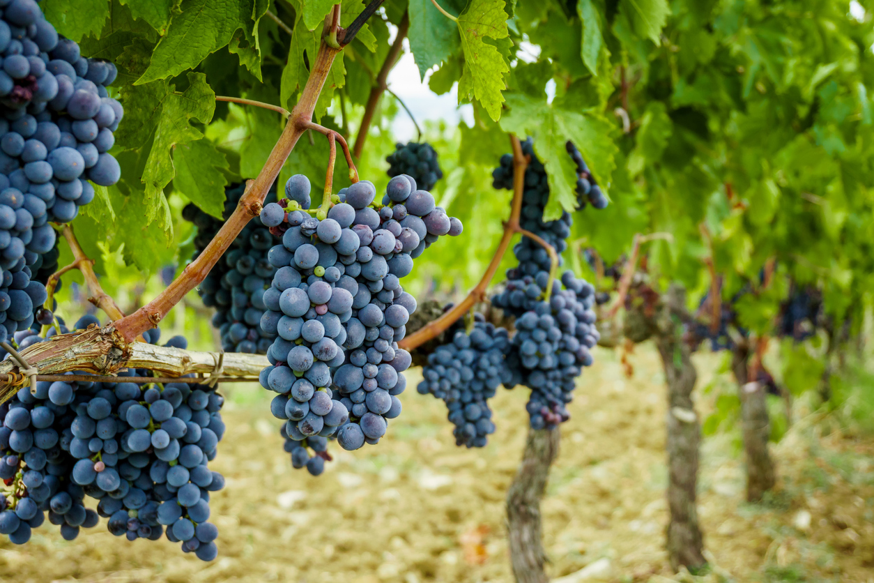 Tiafenacil, A New Herbicide in Grapes Weeders of the West