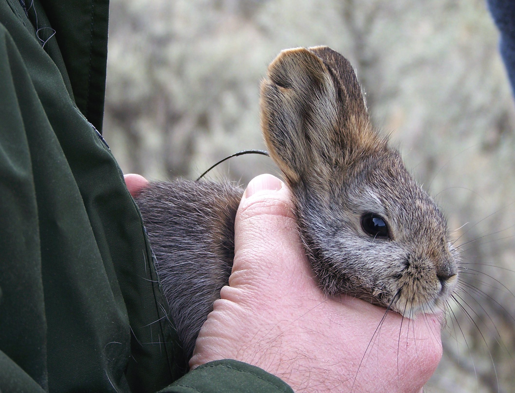 Video Pygmy Rabbit Research School of the Environment Washington