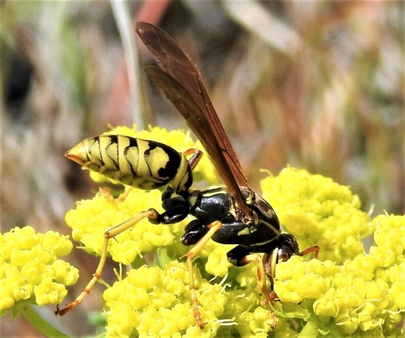 Vespidae Paper Wasps, Yellowjackets, and Potter Wasps