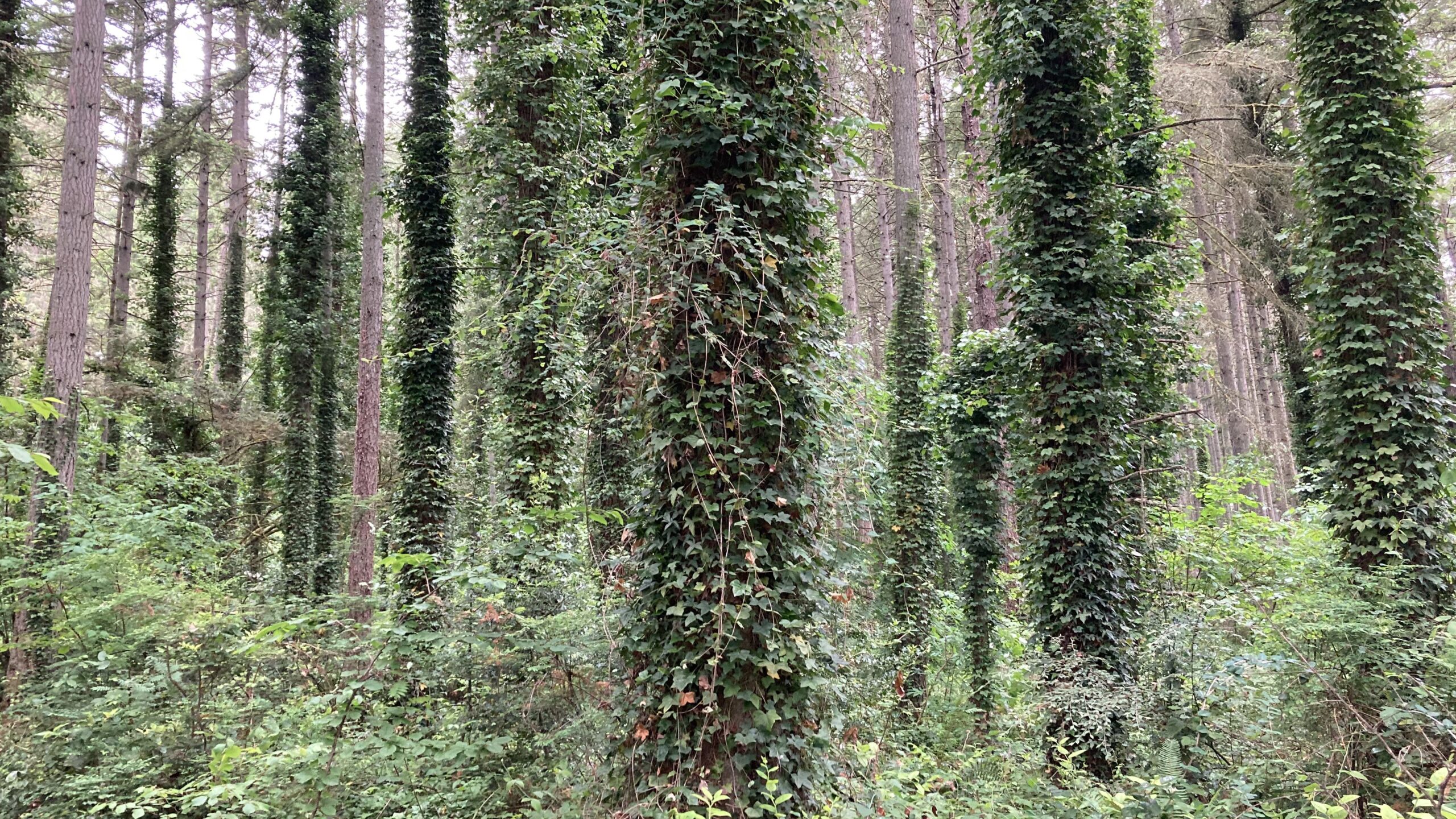 Invasive Species in the Pacific Northwest Invasive Species