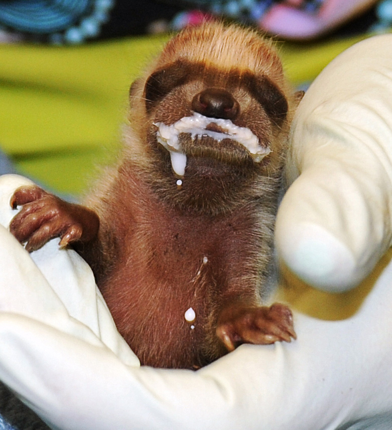 Video Veterinary college nursing orphaned baby raccoons WSU Insider