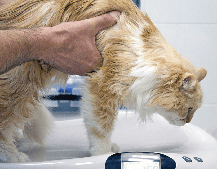 Fütterung von Katzen mit Schilddrüsenüberfunktion Home Healthcare