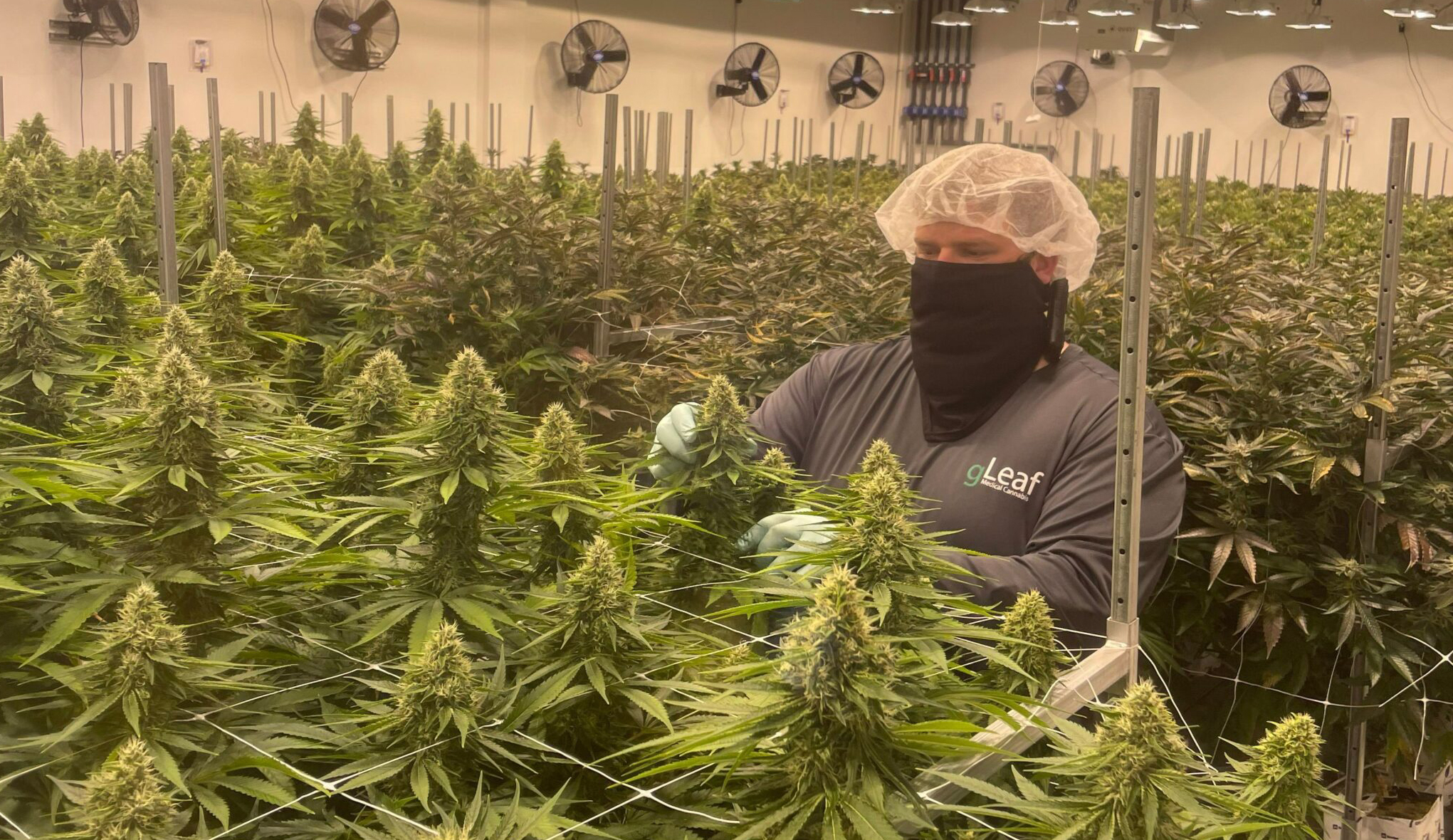 Cannabis dispensary opens in Carytown Richmond BizSense