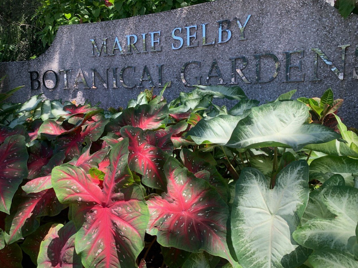 What's Blooming at Selby Gardens July Marie Selby Botanical Gardens