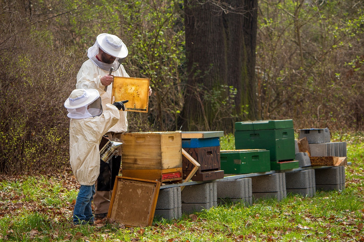 ¿Cómo puedes ayudar a las abejas desde tu casa?