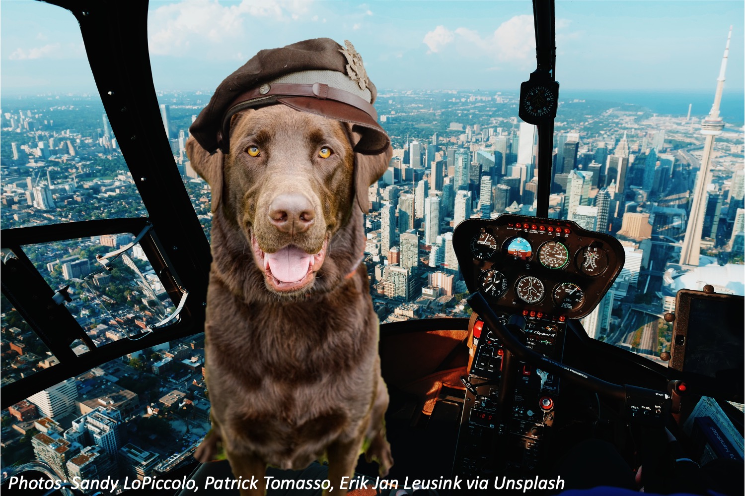 Can Dogs Fly? Bedtime Math