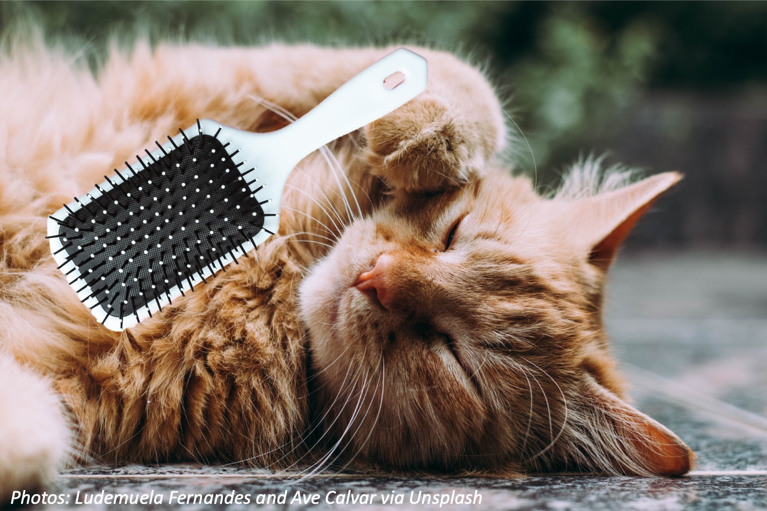 Furball Bedtime Math