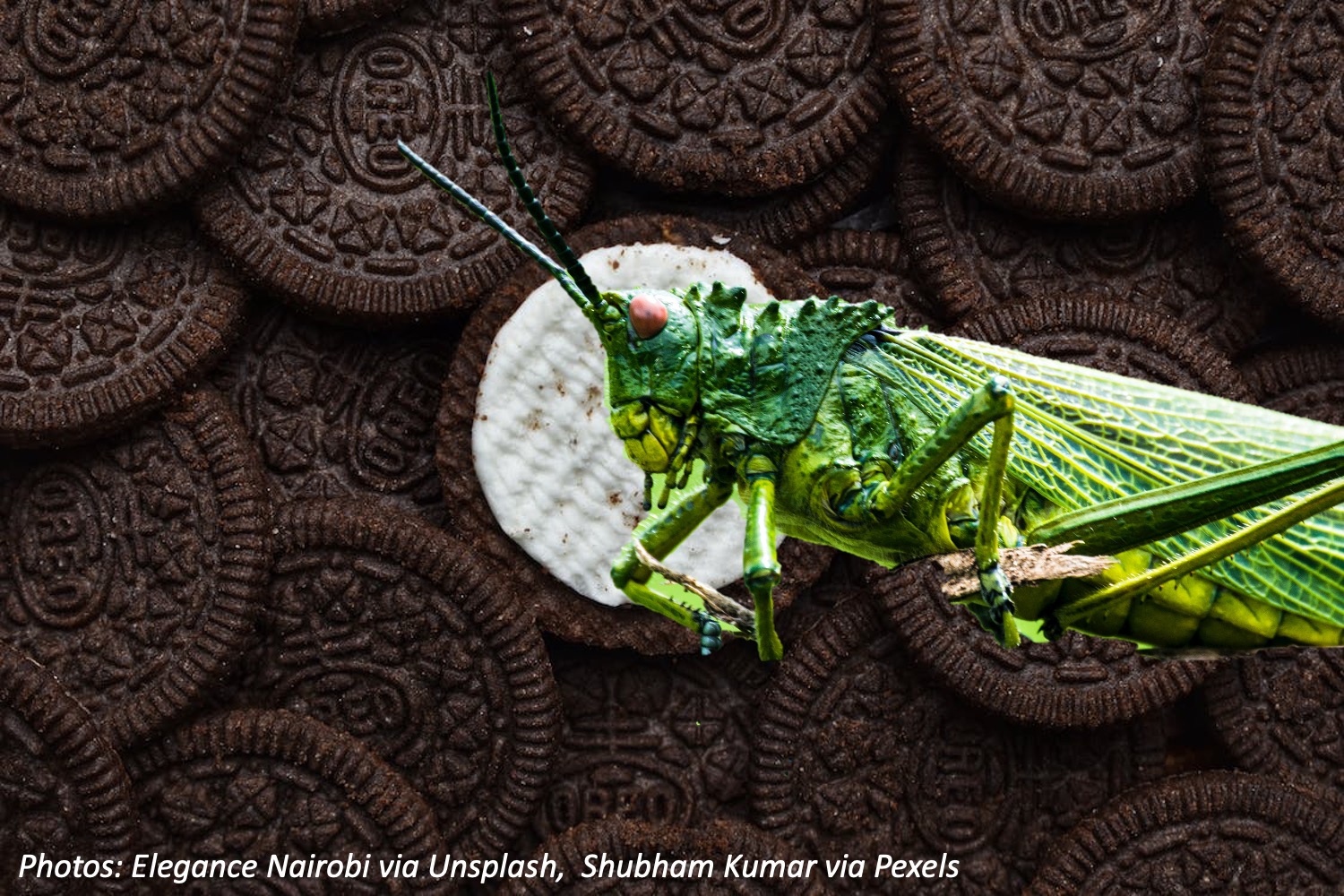 Cookies for Your Pet Bedtime Math