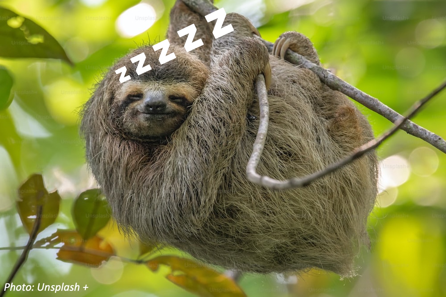 Sloth Sleeping