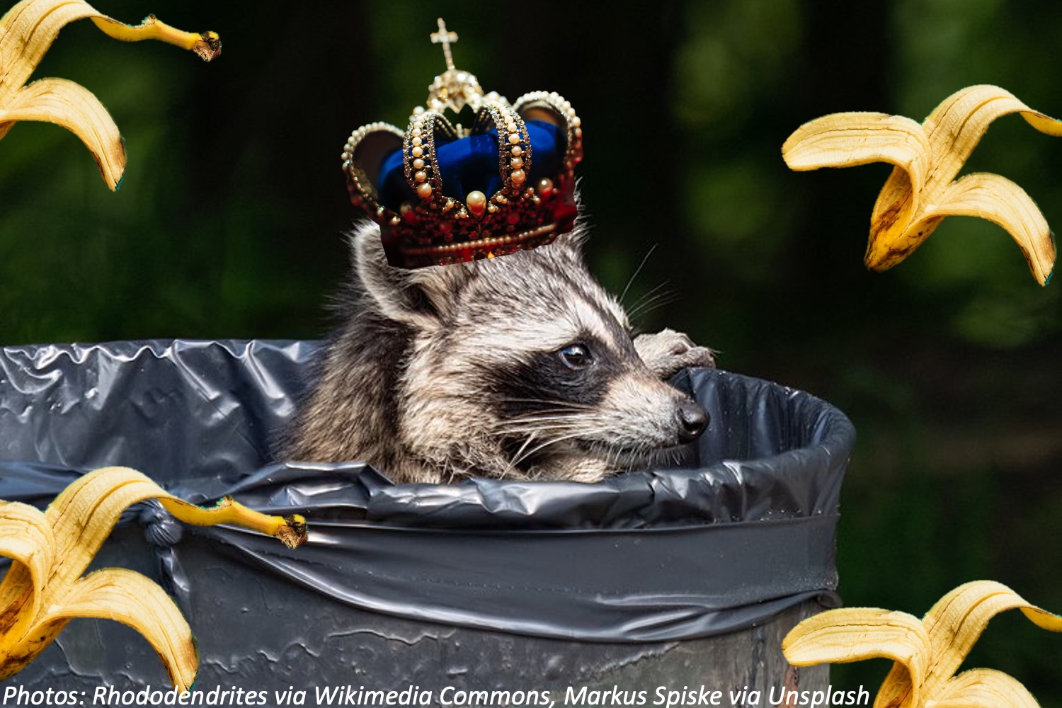 King of the Garbage Can Bedtime Math