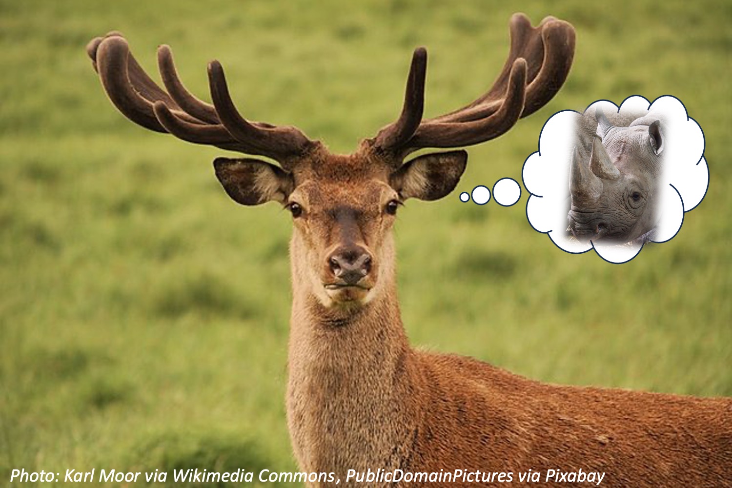 Are Antlers Different From Horns? Bedtime Math