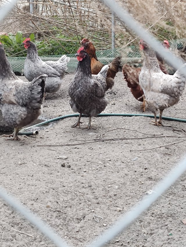 Laying Hens (6) Farm & Livestock for sale on Lejeune bookoo!