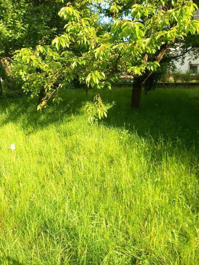 YARD AND LAWN WORK/TRASH AND JUNK REMOVAL/PCS CLEANING 015214776018