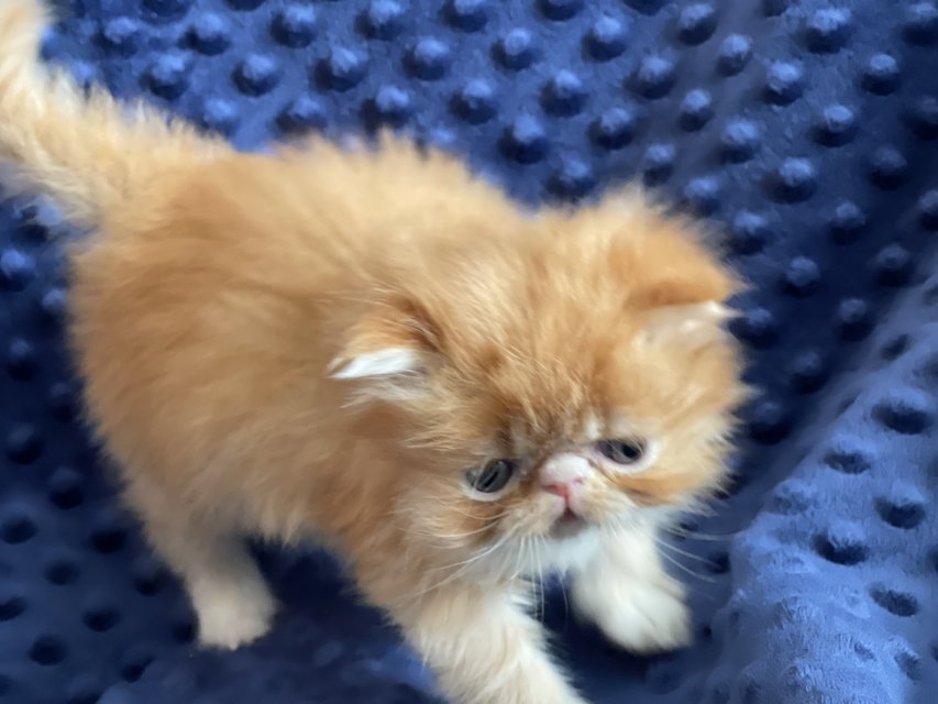 Red/white Persian male Pets for sale on Fort Campbell bookoo!