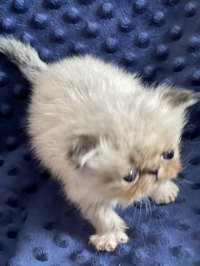 Cream seal tipped male Persian Pets for sale on Fort Campbell bookoo!